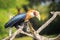 Closeup portrait of a male Blyth`s hornbill Rhyticeros plicatus