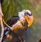 Closeup portrait of a male vond der Deckens hornbill bird, beautiful and colorful bird specie from Africa