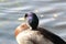 A closeup and portrait of a Mallard Duck near the edge of a lake