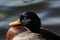 A closeup and portrait of a Mallard Duck near the edge of a lake