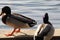 A closeup and portrait of a Mallard Duck near the edge of a lake
