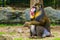 Closeup portrait of a mandrill monkey show its teeth, tropical primate with a colorful face, Vulnerable animal specie from