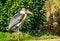 Closeup portrait of a marabou stork, tropical bird that lives in Africa and Asia