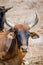 Closeup portrait of Mauritanian bull as part of a cattle herd in the Sahara desert, Mauritania, North Africa