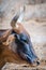 Closeup portrait of Mauritanian bull as part of a cattle herd in the Sahara desert, Mauritania, North Africa