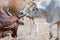 Closeup portrait of Mauritanian cattle with bulls and cows in the Sahara desert, Mauritania, North Africa