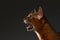 Closeup Portrait of Meowing Abyssinian cat on black background