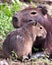 Closeup portrait of a mother and baby Capybara Hydrochoerus hydrochaeris playing along the riverbank in the Pampas del Yacuma, B