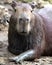 Closeup portrait of a muddy Capybara Hydrochoerus hydrochaeris resting along the riverbank in the Pampas del Yacuma, Bolivia