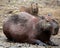 Closeup portrait of a muddy Capybara Hydrochoerus hydrochaeris sitting along the riverbank in the Pampas del Yacuma, Bolivia