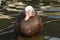 Closeup portrait of muscovy duck