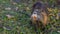 Closeup portrait of a Nutria standing on a ground covered with green grass