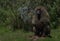 Closeup portrait of Olive Baboon Papio anubis sitting on rock like statue Bale Mountains National Park, Ethiopia