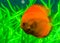 Closeup portrait of a orange discus fish, popular tropical pet from the Amazon basin of South America, Exotic fish specie