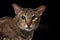 Closeup portrait Oriental Cat Looking in Camera Black Isolated