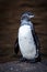 Closeup portrait of penguin on a rock in the