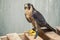 Closeup portrait of a peregrine falcon falco peregrinus