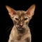 Closeup Portrait Peterbald Sphynx Cat in front of Black