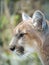 A closeup portrait photograph of a wild puma mountain lion or cougar with soft cream colored fur and blurred bokeh background