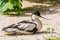 Closeup portrait of a pied avocet sitting on the ground, black and white wading bird with a curved bill, migratory bird from