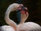 Closeup portrait of a pink flamingo couple touching beaks in a pond