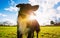 Closeup portrait of playful purebred border collie dog looking aside with open mouth funny face, enjoying a warm sunny day