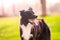 Closeup portrait of playful purebred border collie dog looking aside with open mouth funny face over outdoors green grass lawn.