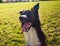 Closeup portrait of playful purebred border collie, keeps mouth open and showing big tongue, funny face expression over outdoors