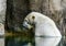 Closeup portrait of a polar bear in the water, vulnerable animal specie from the arctic circle
