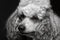 Closeup portrait poodle