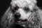 Closeup portrait poodle