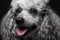 Closeup portrait poodle