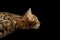 Closeup Portrait, Profile view of Bengal Kitty Isolated Black Background