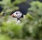 A closeup portrait of a puffin