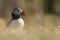 A closeup portrait of a puffin