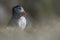 A closeup portrait of a puffin