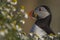 A closeup portrait of a puffin