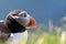 Closeup portrait of a puffin with blue greens as foreground and blurry blues as background.