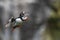 A closeup portrait of a puffin in flight