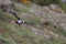 A closeup portrait of a puffin in flight with fish in mouth