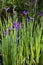 Closeup portrait of purple Louisiana iris flowers growing in dark bayou swamp water background