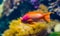 Closeup portrait of a pygmy angelfish, colorful tropical fish specie from the caribbean