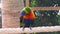 Closeup portrait of a rainbow lorikeet preening its feathers, colorful and tropical bird specie from Australia