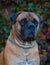 Closeup portrait of rare breed of dog South African Boerboel