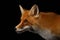 Closeup Portrait of Red Fox in Profile Isolated on black