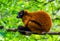 Closeup portrait of a red ruffed lemur monkey, critically endangered animal specie from madagascar