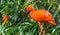 Closeup portrait of a red scarlet ibis sitting in a tree, colorful and tropical bird specie from America