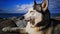 Closeup portrait of relaxed purebred husky lying on stone shore of sea in Batumi