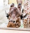 Closeup portrait of Reticulated giraffe