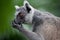 Closeup portrait Ring tailed lemur, lemur catta. Singapore zoo